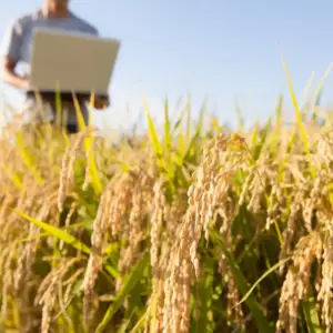Engenharia Agronômica em Porangatu